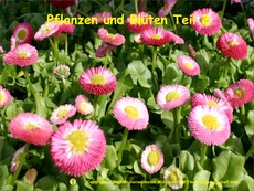 Pflanzen-und-Blueten-2.pdf
